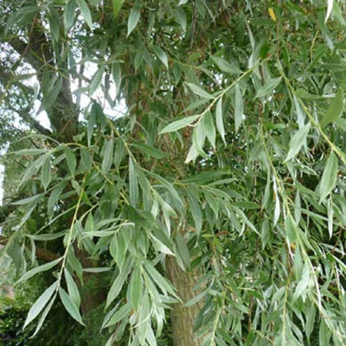 Salix caprea Kilmarnock Willow Weeping Tree | ScotPlants Direct